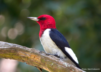 Redheaded Woodpecker