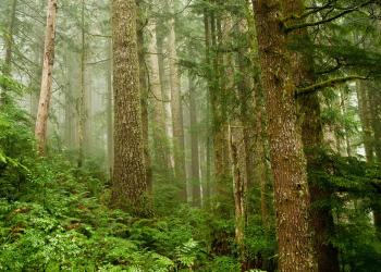 Fog around trees in a forest