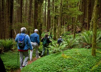 A group of people hiking in the forest