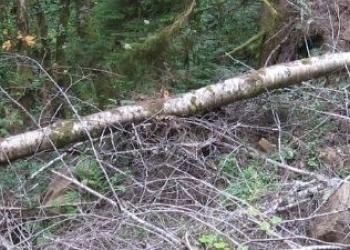 A downed tree on the ground in the forest