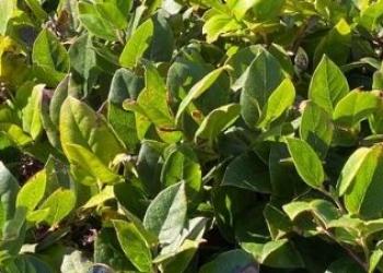 Salal_hero image