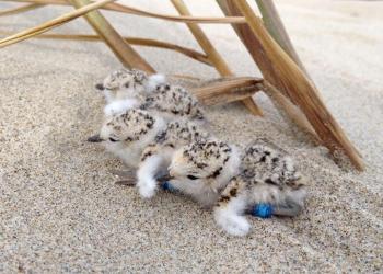 Three snowy plover chicks in the sand