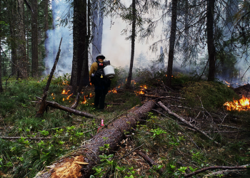Fire Fuels EA photo 1