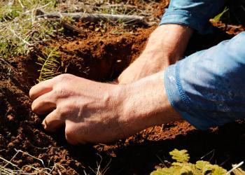 a man's hands dig through brown soil