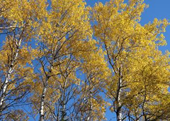 Fall 161007 aspen birch with sky