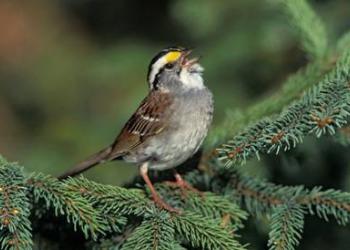 Terrestrial Wildlife: Bird Watching - Songbird