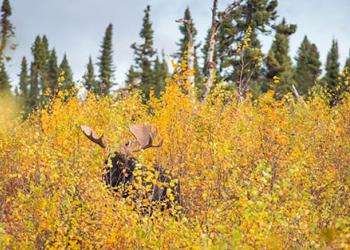 Terrestrial and Avian Wildlife - Moose