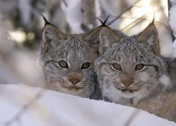 Terrestrial and Avian Wildlife: Two Lynx
