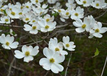 Mountain Dogwood in bloom