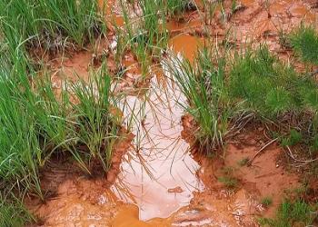 Bluebird Effluent