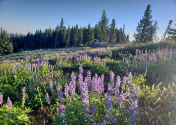 Field of purple flowers with trees in the background