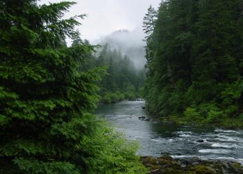A river flows through green trees in a foggy forest.