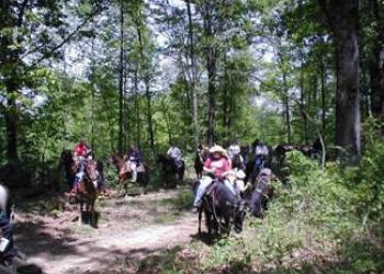 Horses at trailhead