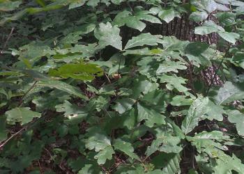 Joint Chiefs Oak Header