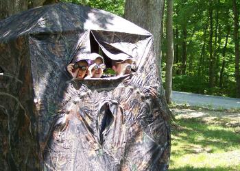 Viewing wildlife