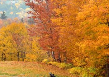 biking through the forest during fall