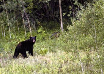 Black bear near the edge of the forest