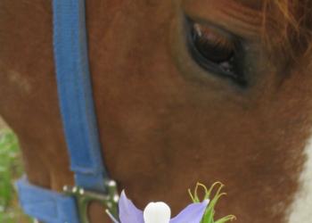 Horse grazing near a columbine flower