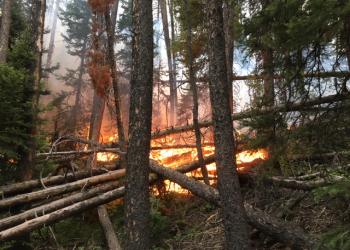 Gutzler Fire burning in mixed conifer and beetle kill timber
