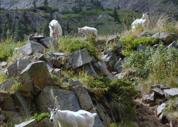 Mountain Goat