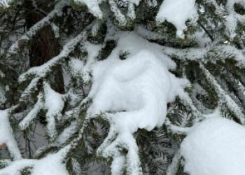 Snowy branches