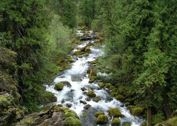 River flowing and trees along the sides. 