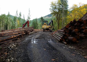 Timber piled up next to a road in the forest