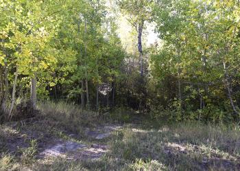 Aspen Picnic Area, Dillon Ranger District