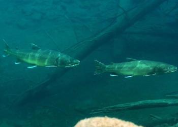 Bull trout under water