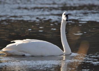 Trumpeter Swan