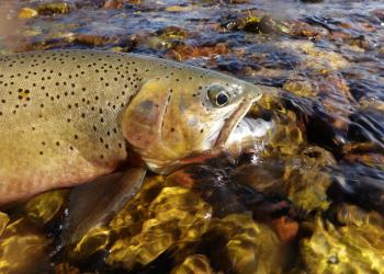 Westslope cutthroat trout