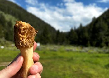 A morel mushroom is someone's hand.