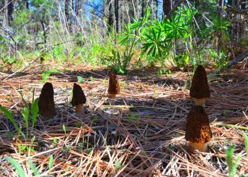 Morels