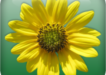 An image of a yellow flower with many petals. Green background.