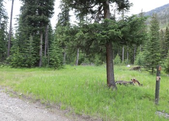 A photo of a campsite with a wood post with the number 2 on it. A dirt road is in the foreground. A parking area is overgrown with grass. Pine trees surround the campsite. A portion of a forested hillside is in view. One pine tree is in the foreground near the wood post. A stump is next to the pine tree in the foreground.