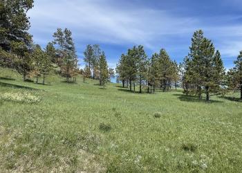 A view of a hillside with a very gradual slope with green grass, pine trees with a lot of space between them, blue sky with light thin clouds.