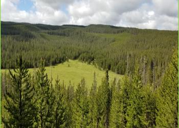 A photo of a forest landscape area with pine trees and a meadow in the center.