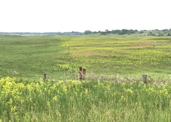 Sheep grazing comparison for noxious weeds (Leafy Spurge) control. 