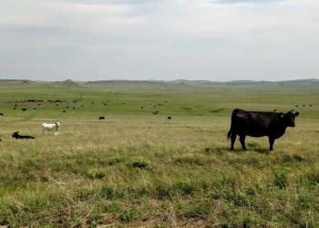 Grand River Ranger District Grazing cattle grazing in a field.