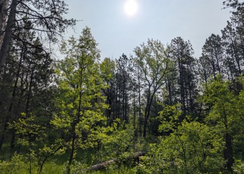 Denbigh Clearing Offers View of Diverse plant life. 