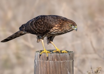 AdobeStock_1135594356 Cooper's Hawk