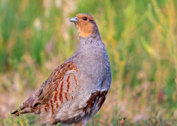 AdobeStock_118343154 Gray Partridge 