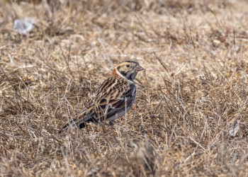 AdobeStock_1376647755  Lapland Longspurs 