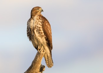 AdobeStock_205752957 Red-tailed Hawk 