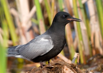 AdobeStock_26438649 Black Turn 