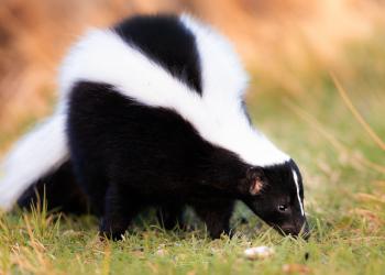 AdobeStock_268172992 Striped Skunk.jpeg