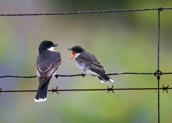 AdobeStock_338969411 Eastern Kingbird Tyrannus tyrannus