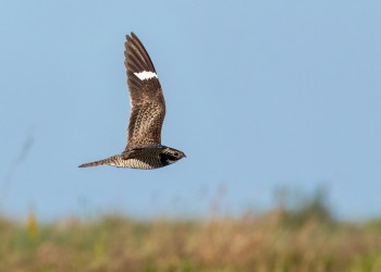 AdobeStock_359807873 Common Nighthawks 