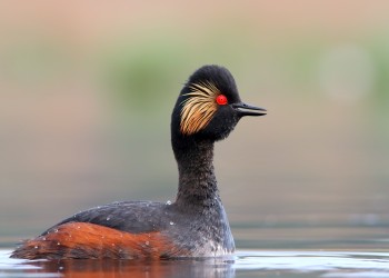 AdobeStock_383071296 Eared Grebe 