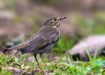 AdobeStock_400811535 Swainsons Thrush